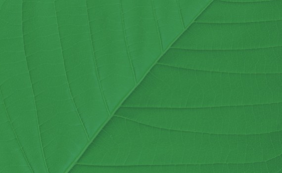 <strong>Élagage</strong><br>et abattage<br>des arbres