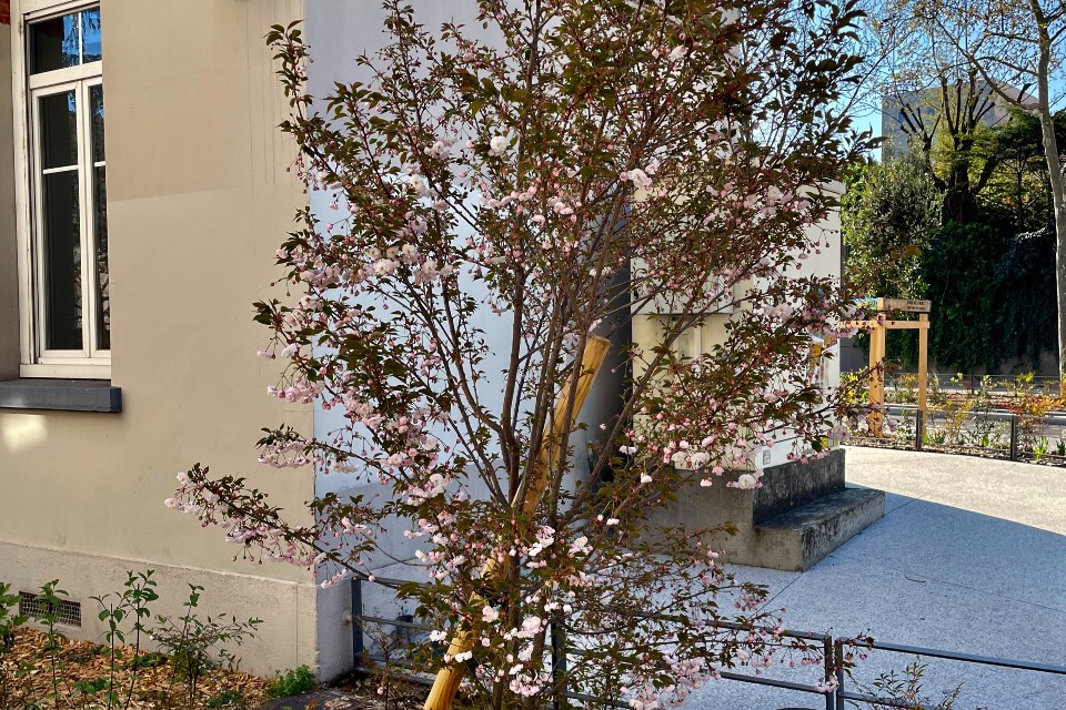 Transformation du Cours Emile Zola à Villeurbanne