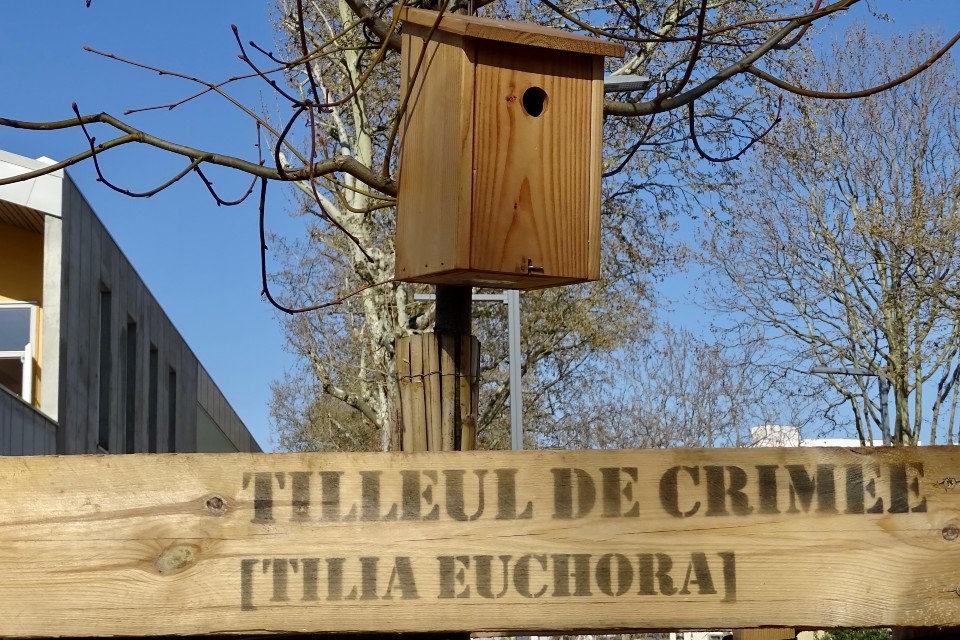 Transformation du Cours Emile Zola à Villeurbanne