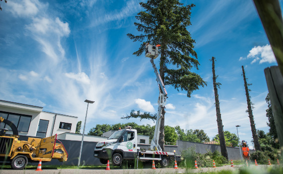 Travaux de taille et d'entretien des arbres d'alignement sur les voies et espaces publics simples